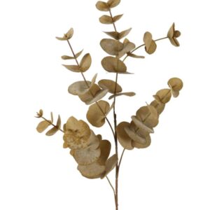 Eucalyptus beige
