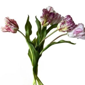 Papegaai tulpen lavendel combi - 40 cm